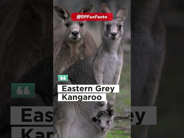 There are four different species of kangaroo | DPFunFacts #DPFunFacts