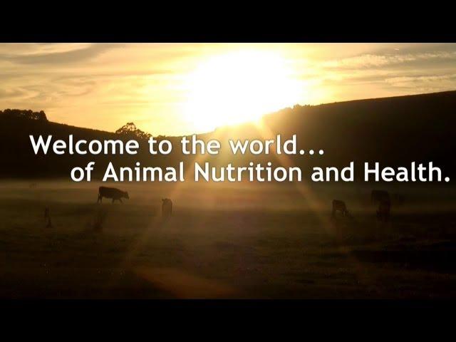 DSM in Animal nutrition & health