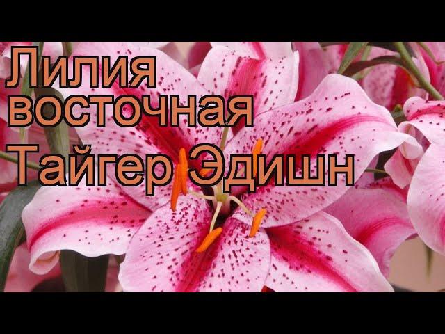 Лилия восточная Тайгер Эдишн (lilium)  Тайгер Эдишн обзор: как сажать, луковицы лилии Тайгер Эдишн