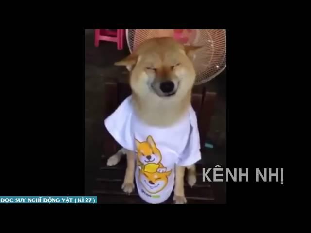 KÊNH NHỊ   ĐỌC SUY NGHĨ ĐỘNG VẬT   DOC SUY NGHI CHO MEO  KÌ 27