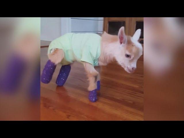 Watch a Baby Goat Born Without Hooves Learn to Walk with New Prosthetic Legs