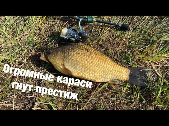 МОРМЫШИНГ x КРУПНЫЙ КАРАСЬ ГНЁТ DAYO PRESTIGE #95