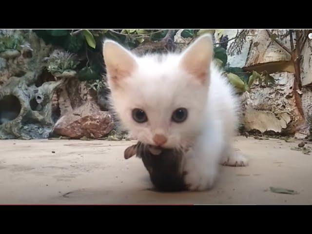 The first mouse of a tiny kitten! 