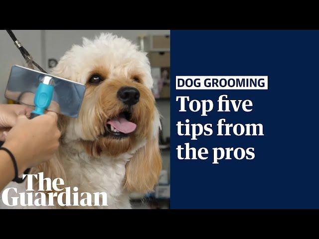 The top five dog-grooming tips from the pros