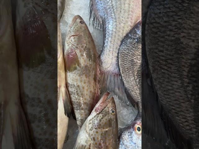 Fish market.    #imambasha_vlogs.                #fish #sharq.