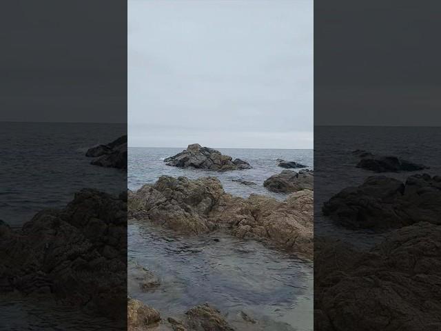 양양 스노클링 뉴 포인트 #스노클링 #양양 #타고가현