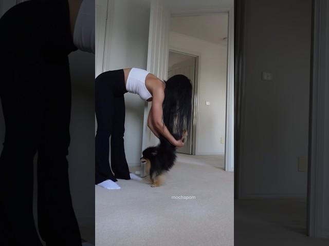 Pomeranian handstand stretches  #pomeranian #dog #cutedog