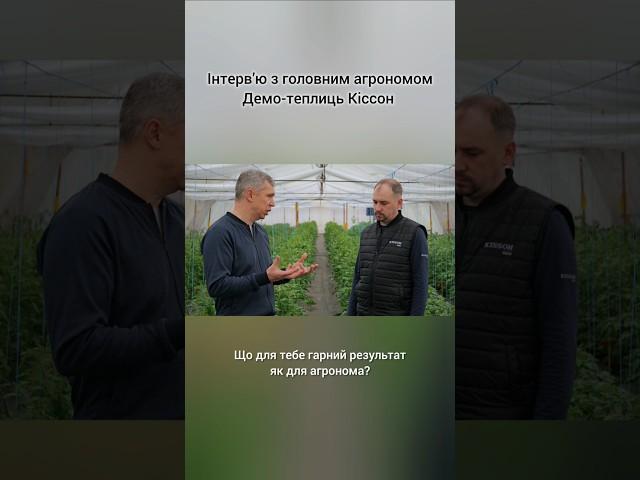 Сортовипробування гібридів в Демонстраційних теплицях Кіссон. Як визначити гарний результат?