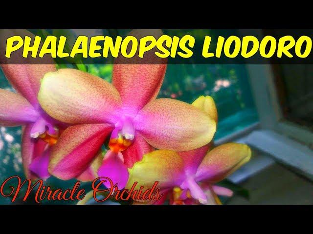 Phalaenopsis Liodoro - The best CITRUCY fragrance on a phalaenopsis hybrid ever!!!