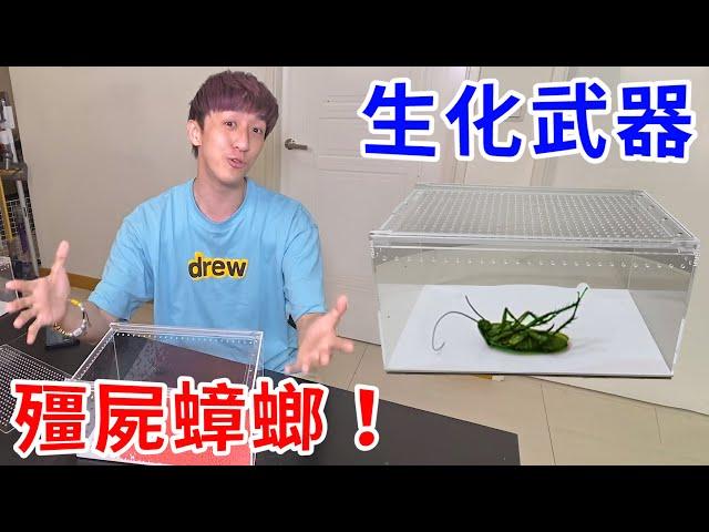 受夠了！夏天一直被蟑螂嚇到… 培養生化武器展開反擊！【好棒Bump】