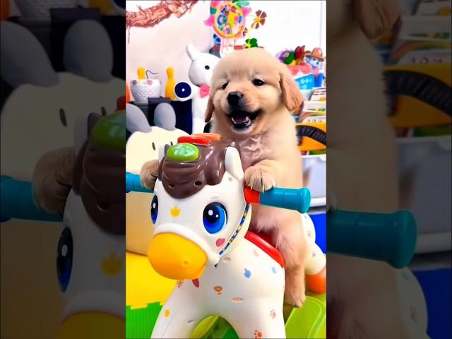 Cute little puppy dog riding a toy horse #puppy #dog #cutedog #doglover #pets #youtubeshorts #shorts
