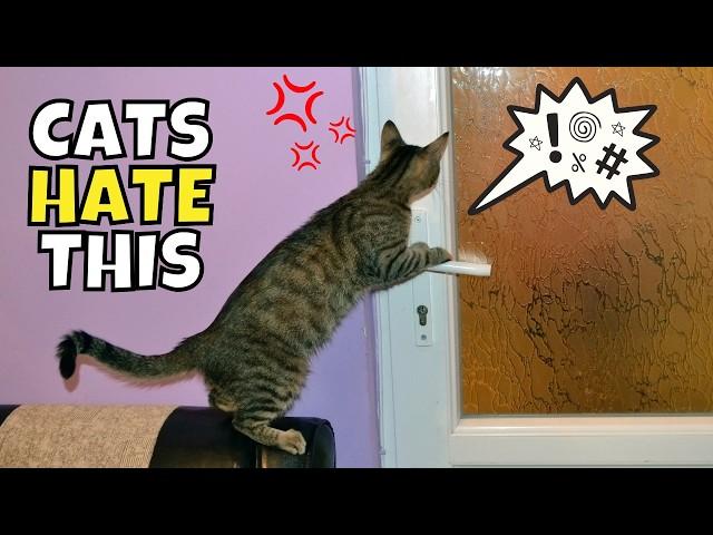 Why Cats HATE Closed Doors: Understanding Feline Territory