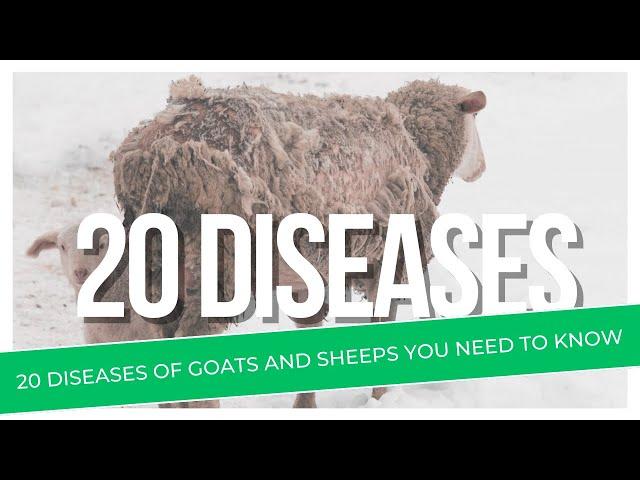 20 Diseases Of Goats And Sheeps You need To Know