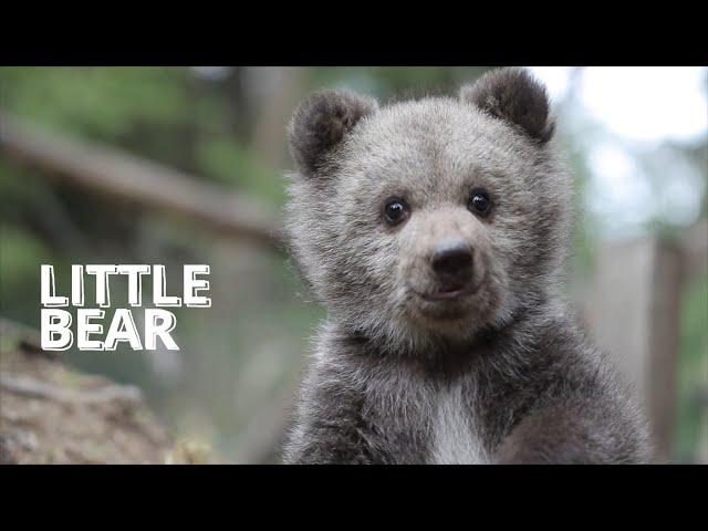 Funny little bear playing in the forest