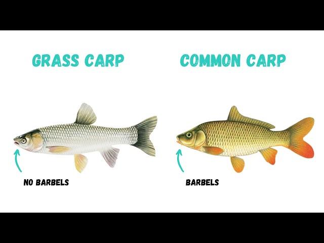 Learn How to Distinguish Invasive Grass Carp from Common Carp. Help Stop the Spread.