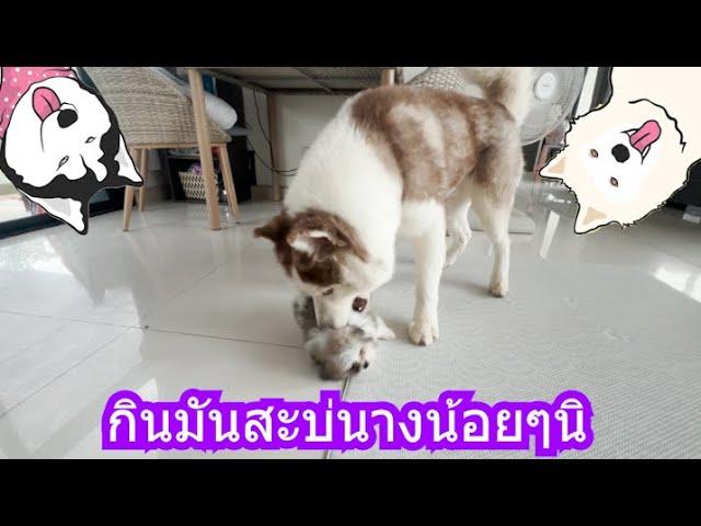 กินมันสะบ่นางน้อยๆนิ | ข้าวเหนียว ขี้กระโปกหมา