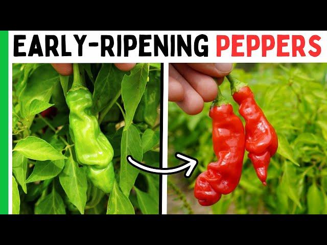 Plant THESE Peppers For A Quick Harvest