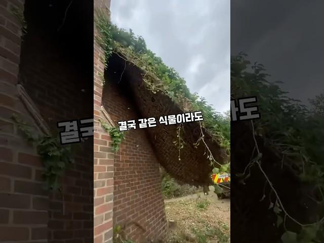 아이비리그 대학 담쟁이의 비밀?