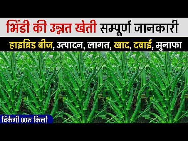 Bhindi Ki kheti | भिंडी की खेती |  Advance Agriculture