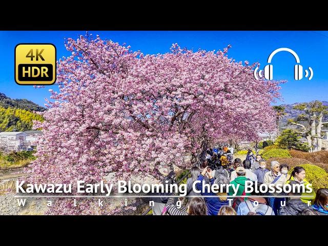  Kawazu Early Blooming Cherry Blossoms 2025  Walking Tour to The Original Tree [4K/HDR/Binaural]