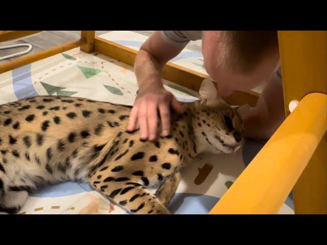 Serval and Cats Reunion