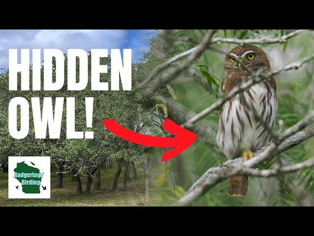 RARE Owl Found While Birding King Ranch!