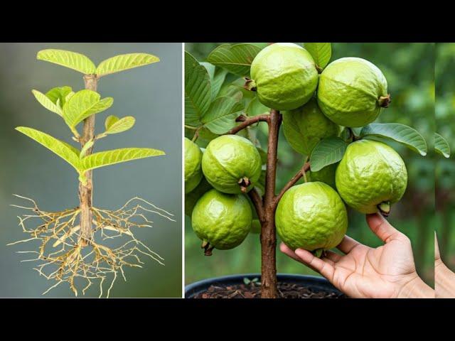 Propagate Guava Tree Cuttings // Guava Tree Cutting// Guava plant growing