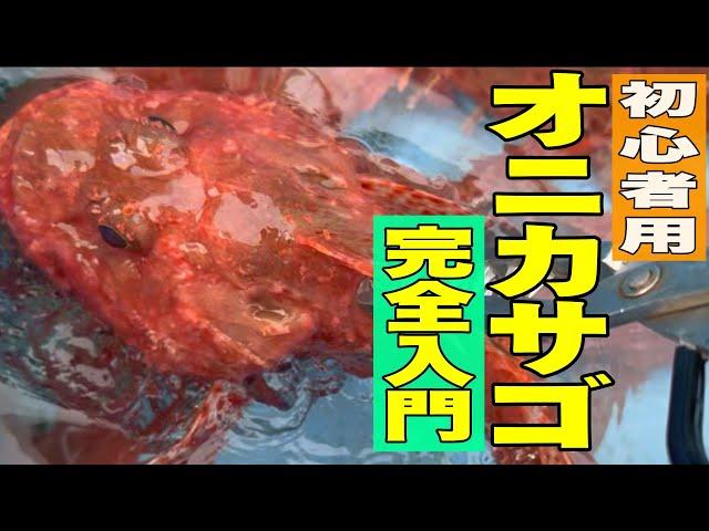 【解説・京都丹後半島版】鬼カサゴは簡単に釣れる！鬼カサゴ　オコゼ　ガシラ　丹後半島2024 11 17裕凪丸オコゼ