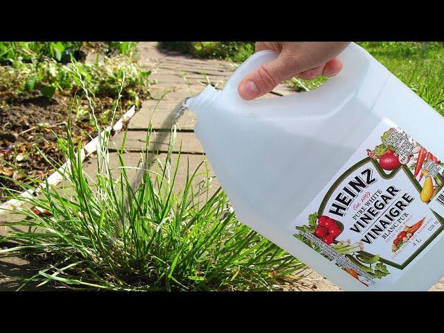 Use Vinegar In Your Garden And Watch What Happens