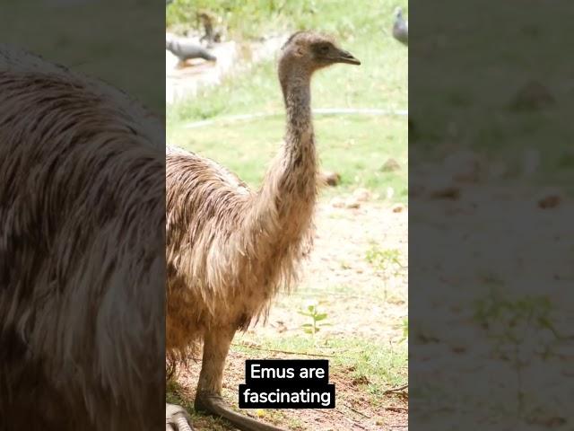 "Meet the Emu: One of the Most Interesting Birds in the World" #emu #animalfacts #uberpoppabear