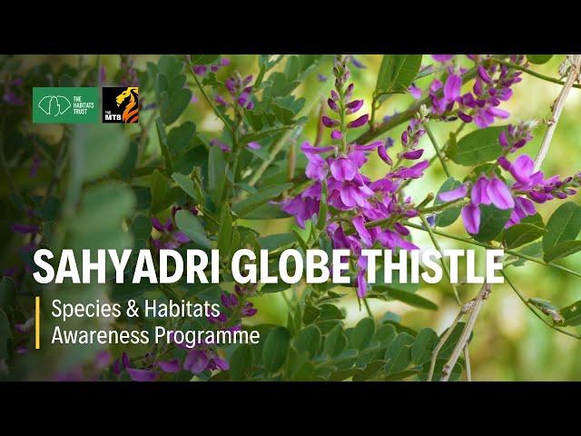Sahyadri Globe Thistle - Species and Habitats Awareness Programme | The Habitats Trust Films