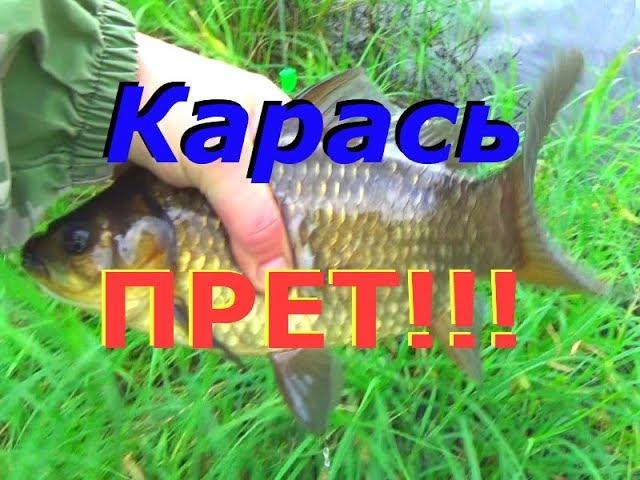 Карась ПРЕТ!!! Рыбалка на поплавочную удочку!