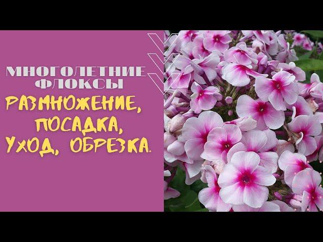 Многолетние флоксы – размножение, посадка, уход, обрезка.