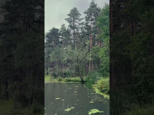 Rainforest Ambiance Bolu- Aladağ