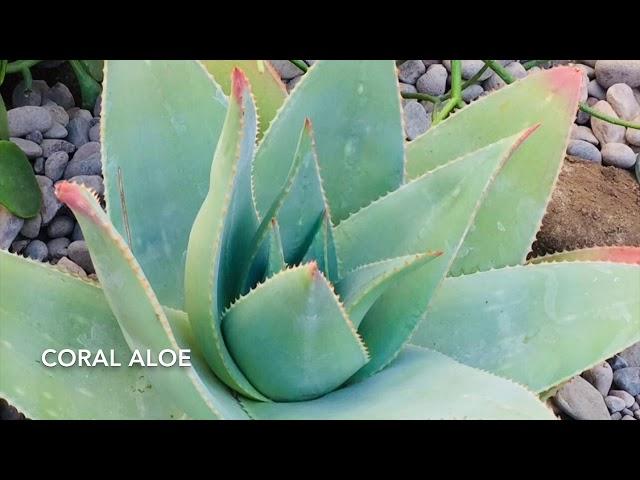 Companion Plants for a Succulent or a Water Wise  Garden