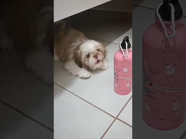#cachorro #filhote #filhotedecachorro #pets #fofo #cachorrofofo