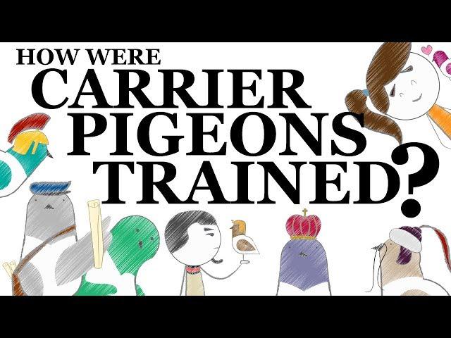 How Were Carrier Pigeons Trained?