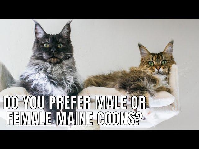 Do You Prefer Male or Female Maine Coons? #MaineCoon Monday 1