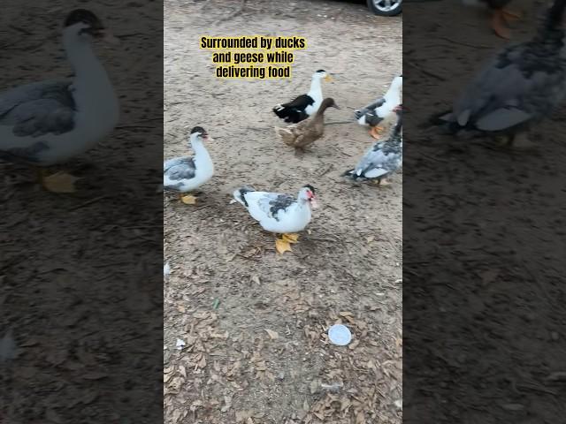 Surrounded by a gaggle of geese and ducks