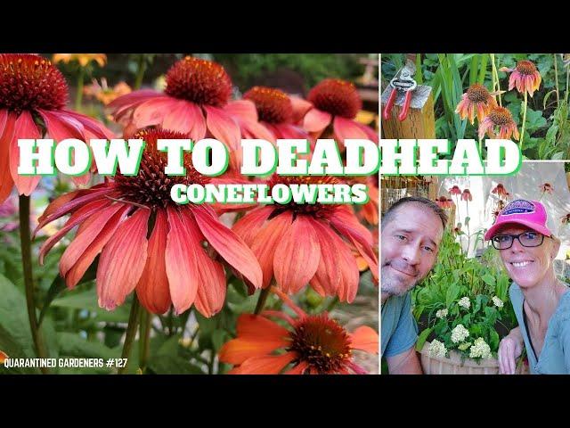  How to Deadhead Coneflowers - QG Day 127 