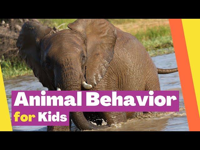 Animal Behaviors Video for Kids: Imprinting, Instinct, Conditioning, and Imitation Explained |