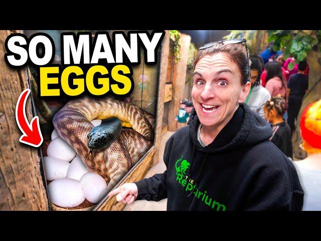 My Snake Laid Eggs In Front Of All My Customers!