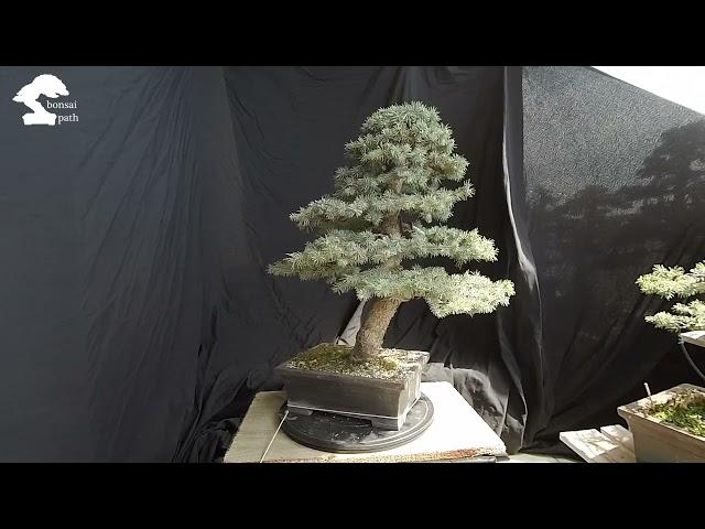 Blue Spruce Picea bonsai from nursery stock