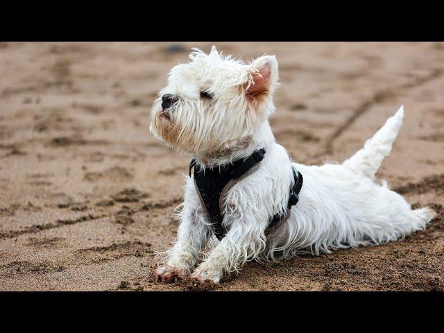 Mila and Dasha the Westies in Cornwall
