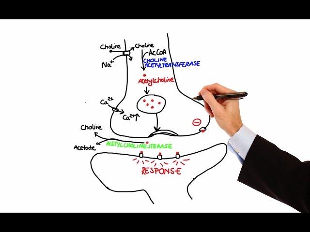 Pharmacology - CHOLINERGIC DRUGS (MADE EASY)