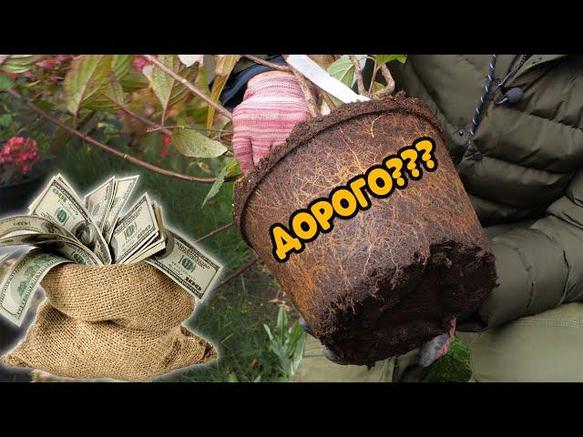Сколько стоит посадить гортензию? Ответ скрягам, для которых все дорого!