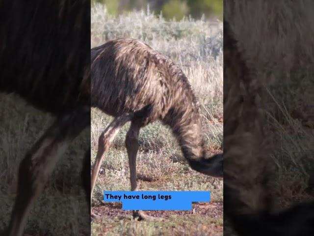 Emu Short #shorts #emu #emus #educational #birds #bigbird #wildlife #Casuariidae #wildlife #wild