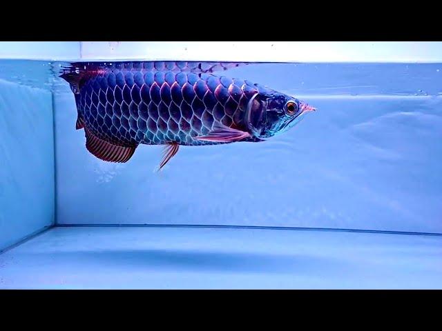 Most Beautiful Purple Devil Arowana Fish In The World