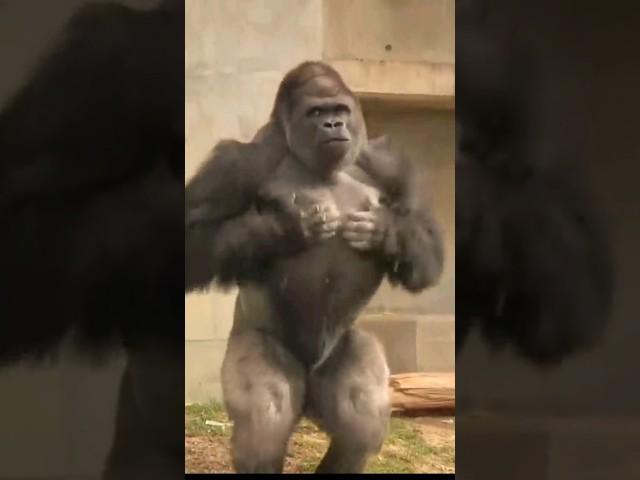 Gorilla beating chest sound #shorts#gorilla