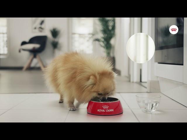 Royal Canin Care Nutrition Relax Care | zooplus.co.uk